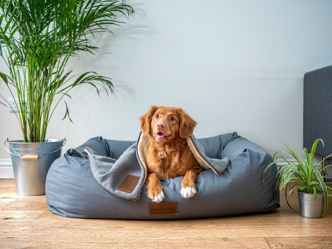 Pet Owners' Guide to Home Security Cameras That Don't Drive Your Dog Crazy